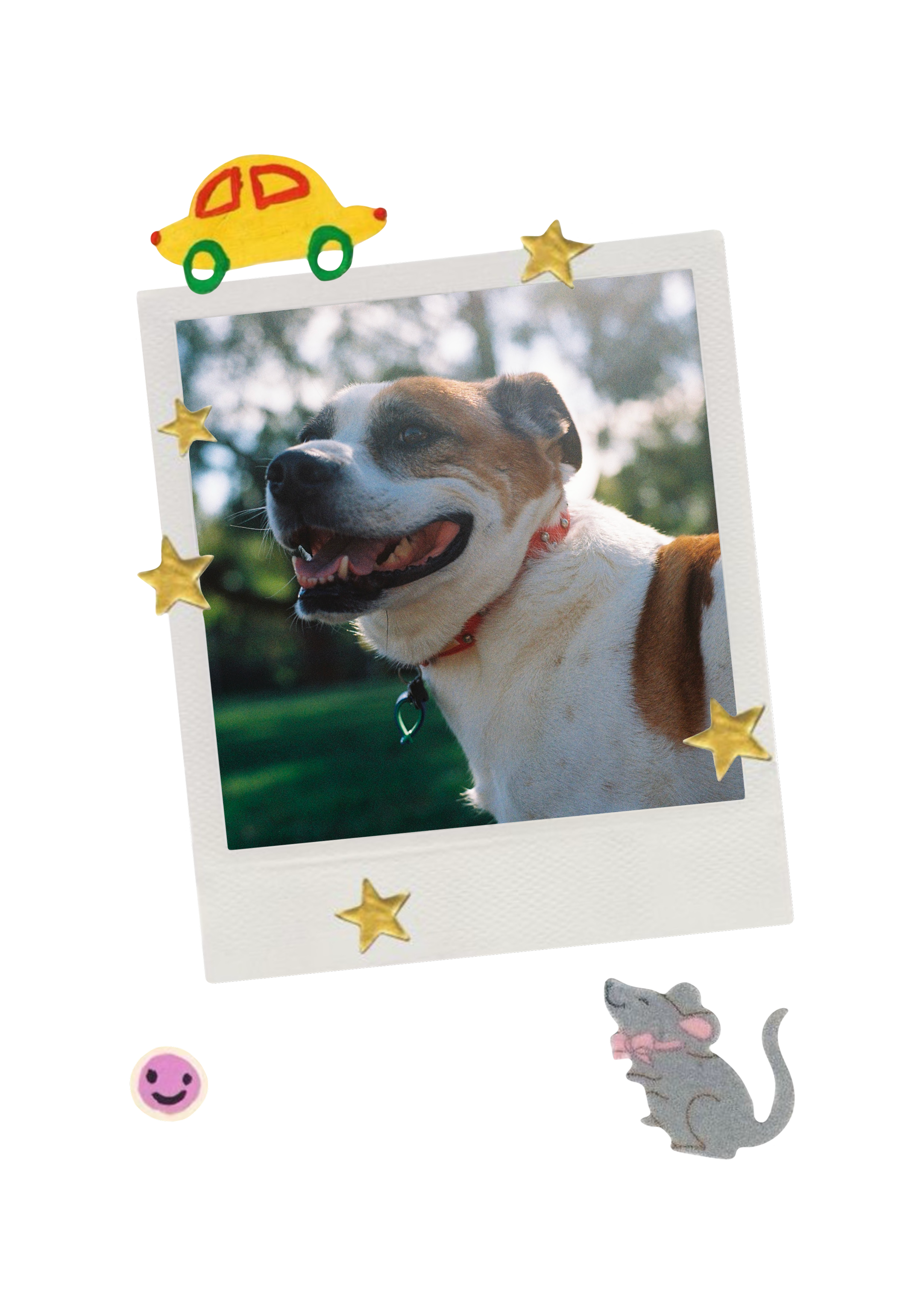 Ernie the rescue dog — polaroid style photo with decorative stickers